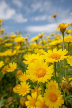 Kıbrıs kırsalında vahşi papatya çiçekleri, bahar 2019