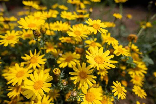 Kıbrıs kırsalında vahşi papatya çiçekleri, bahar 2019