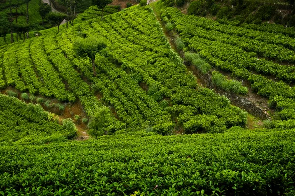 Heuvels Met Thee Planten Nuwara Eliya Sri Lanka — Stockfoto