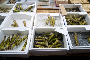 Çeşitli wasabi kökleri satışa Tsukiji Market, Tokyo, Japonya