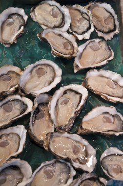 Çok taze istiridye satışa Tsukiji Market, Tokyo, Japonya