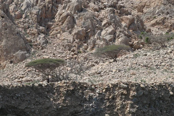 Umman Sahil Taşlar — Stok fotoğraf