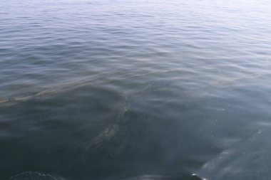 Umman. Sahil. Taşlar ve su.