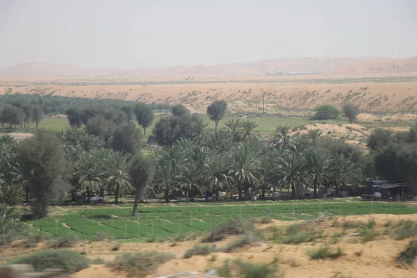 Unated Arab Emirates Desert Palm Road — Stock Photo, Image