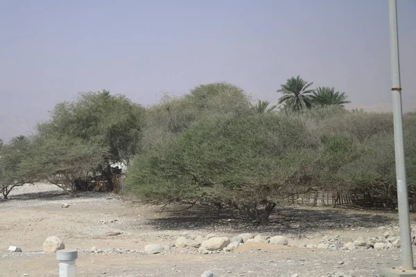 Unated Arab Emirates Desert Palm Road — Stock Photo, Image