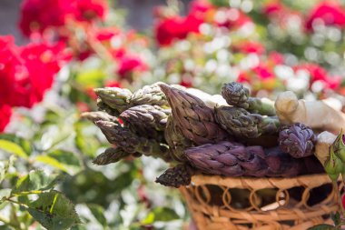 Gül çiçek arka plan üzerinde çiğ beyaz, yeşil, mor kuşkonmaz kümesi. 