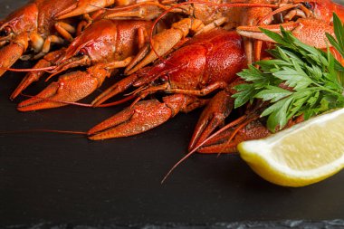 Haşlanmış pişmiş kerevit hazır siyah arka plan üzerine yemek için kerevit. Kopya alanı.