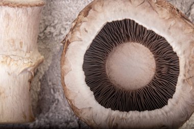 Champignon mantar yakın çekim. 