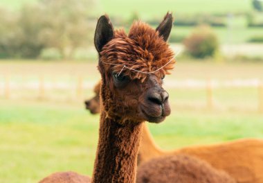 Kahverengi alpaka yakın çekim