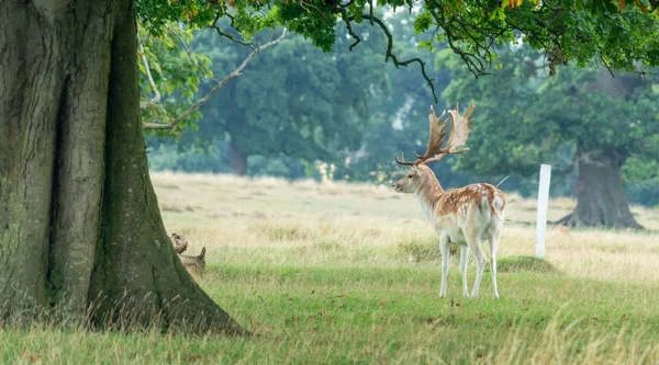 Szarvas Agancs Gloucestershire Egyesült Királyság — Stock Fotó