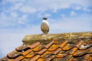 Siyah başlı Gull bir çatının üzerinde yer alan, Gloucestershire, Cotswolds, İngiltere, Birleşik Krallık