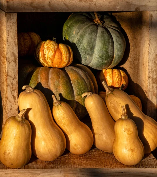 Display of pumpkins and squash vegetables