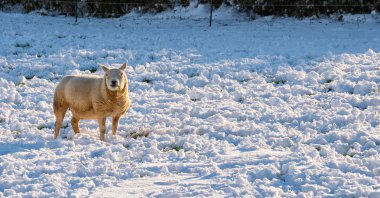 Kar kış 2019 koyun; Cotswolds; çevre Stroud; İngiltere'de; Birleşik Krallık