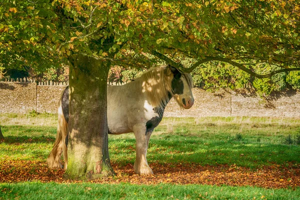 Häst Bete Minchinhampton Common Cotswolds Gloucestershire Storbritannien — Stockfoto