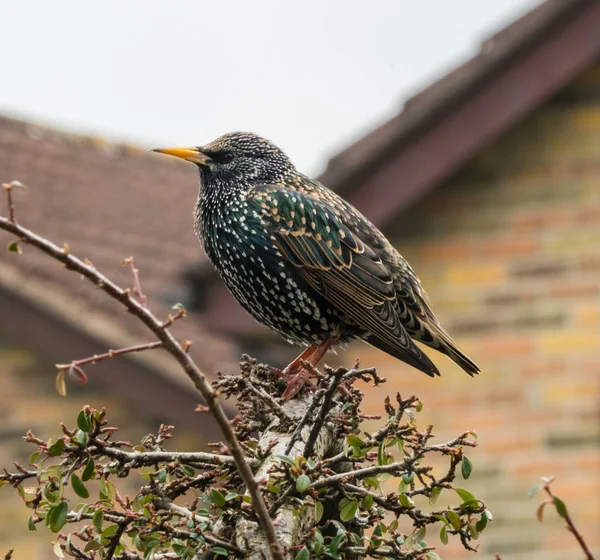 The Common Starling, Gloucestershire, The Cotswolds, United Kingdom