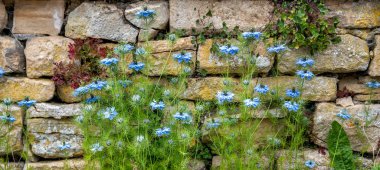 Blue, Nigella sativa flower against a drystone wall. The Cotswolds clipart