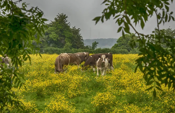 Vacche Pascolo Campo Ranuncoli Cotswolds Inghilterra Regno Unito — Foto Stock