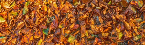 Autumn Leaves - banner background image