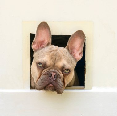 Fransız Bulldog kedi flap ile bakıyor, Birleşik Krallık