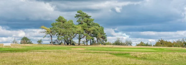 Festői Golfpálya Fenyőfákkal Cotswolds England Egyesült Királyság — Stock Fotó