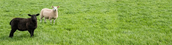 Schwarze Und Weiße Schafe Feld Fahnenbild — Stockfoto