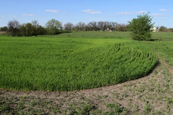 Bahar alan tahıl dostane bitkileri ile. Bir ülke çiftlikte bitkiler ile yeşil alan.