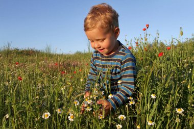 Çizgili mavi raglan içinde küçük bir çocuk nasıl bir büyük bahar çayır kır çiçekleri büyümek hakkında merak ediyor.