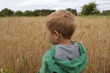 Ruminant buğday saçlı bir çocuk elleri kulak buğday kulak altın renk ile sıvazlar. Küçük bir çocuk gelecek Ziraat Mühendisi bir olgun tahıl kültür alanıyla duruyor.