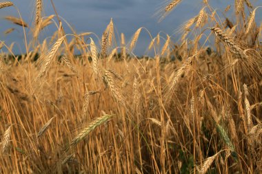 Alan mavi gökyüzü güzel, olgun buğday kulaklı. Zengin büyük tahıl kırpma temizlemek için zamanı. İyi tahıl ağırlığı altında ağır buğday kulakları bükülmüş.