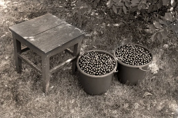 Dwa Niebieskie Wiadra Red Cherry Berry Stary Taboret Zbieranie Jagód — Zdjęcie stockowe