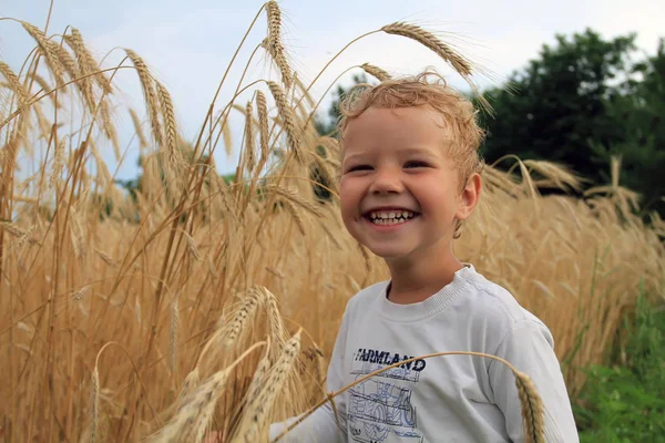 The laughing boy is holding wheat grain ears in his hands. A little white boy on a farm near the field with yellow wheat. The child on the field checks the grain yield.
