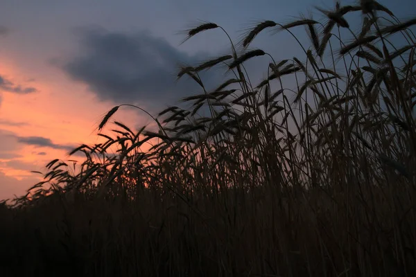 Field Ears Beautiful Mature Wheat Illuminated Rays Evening Sun Time — Stock Photo, Image