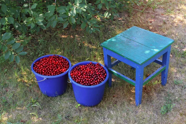 Dwa Niebieskie Wiadra Red Cherry Berry Stary Taboret Zbieranie Jagód — Zdjęcie stockowe