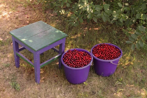 Dwa Niebieskie Wiadra Red Cherry Berry Stary Taboret Zbieranie Jagód — Zdjęcie stockowe