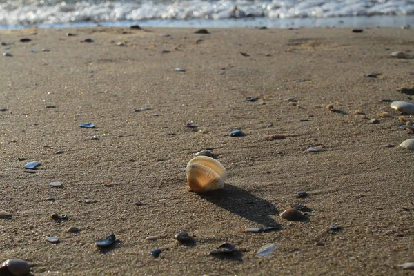 Vacker Öppen Skal Ligger Havsstranden Ett Rosa Skal Sanden Nära — Stockfoto