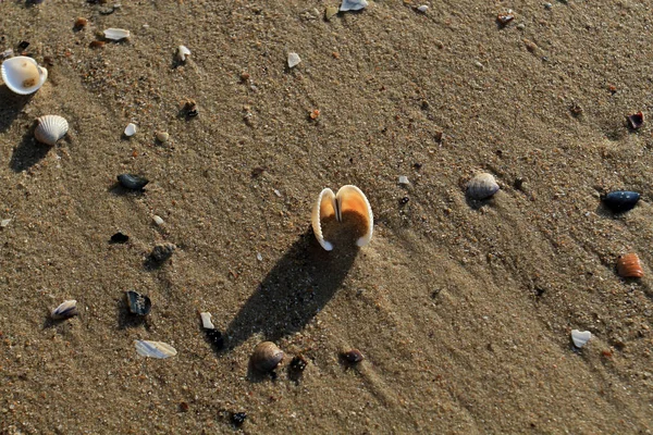 Vacker Öppen Skal Ligger Havsstranden Ett Rosa Skal Sanden Nära — Stockfoto