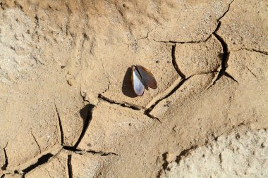 Kırık dünya kıyısında ölü boş kabuk