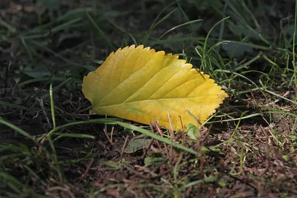 Uma Folha Amarela Jaz Chão Perto Grama Verde — Fotografia de Stock