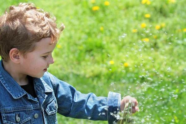 Little boy scatters dandelion seeds — Stock Photo, Image