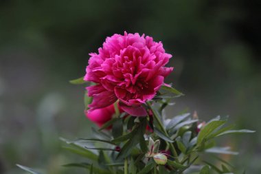 Koyu yeşil bulanık arka plan üzerinde şakayık çiçek.