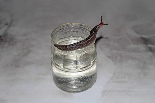 Slug em um copo de água — Fotografia de Stock