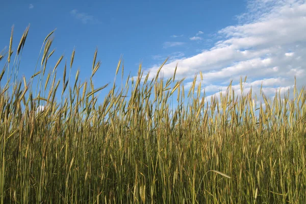 Buğday ın kulakları, mavi gökyüzüne karşı çavdar.