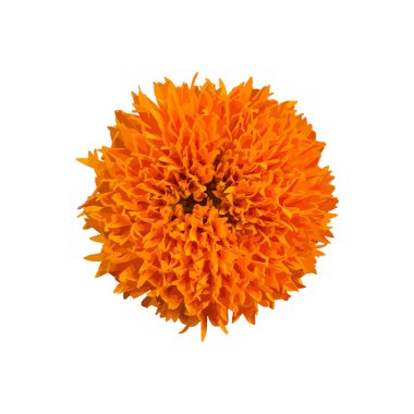 Düz beyaz arka plan üzerinde izole kadife çiçeği.