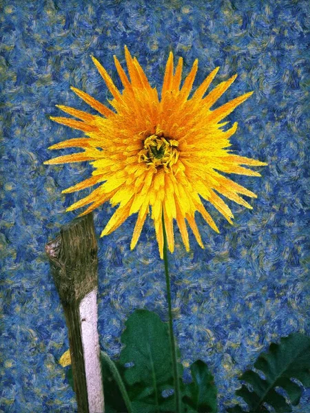 A yellow colour painting of Barberton daisy in the style of post-impressionist painter Vincent van Gogh. Also, known as Gerbera jamesonii, Transvaal daisy and Barbertonse madeliefie.