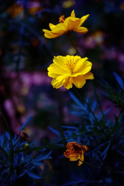 Mooie Gele Kosmos Aka Zwavel Kosmos Bloemen Een Tuin Met — Stockfoto
