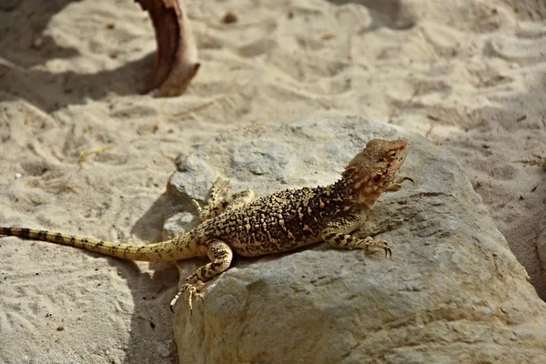 Lizards Cold Blooded Animals Surviving Earth Prehistoric Times — Stock Photo, Image