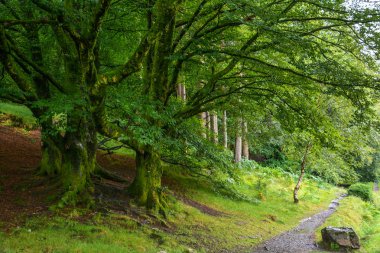 Pastoral yolundaki Glendalough, County Wicklow, Ireland