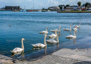 Corrib nehir, Galway, İrlanda dolaşım Kuğu