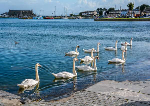 Swans roaming in the Corrib river, Galway, Ireland