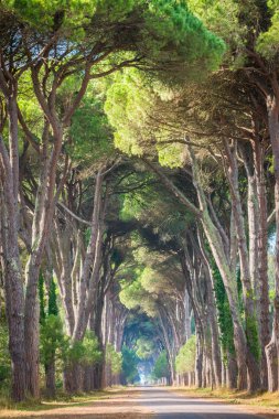 Doğal çam yol içinde doğal Park, Migliarino San Rossore Massaciuccoli. Toskana, İtalya.